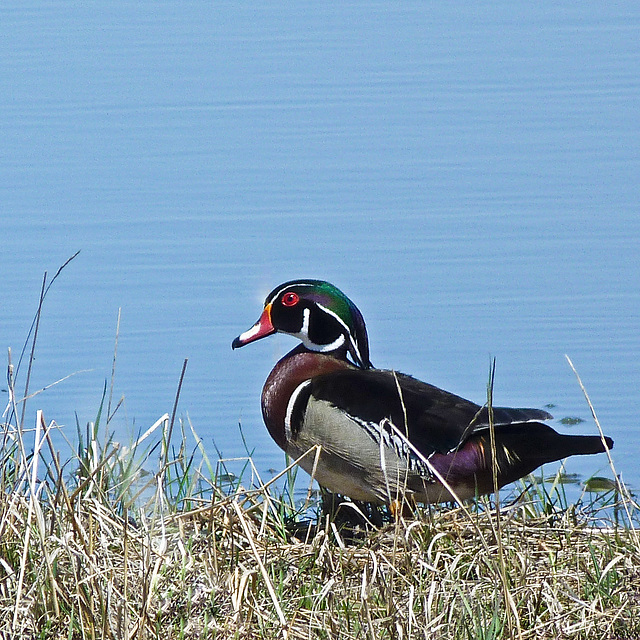 Wood Duck