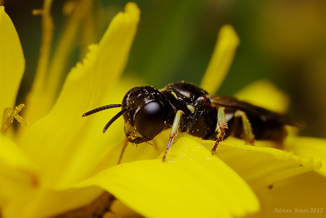 Lindenius albilabris