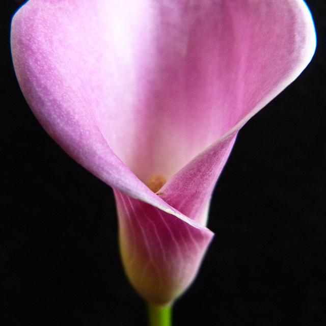 A blast of pink A blast of pink