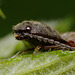 Click Beetle Portrait.