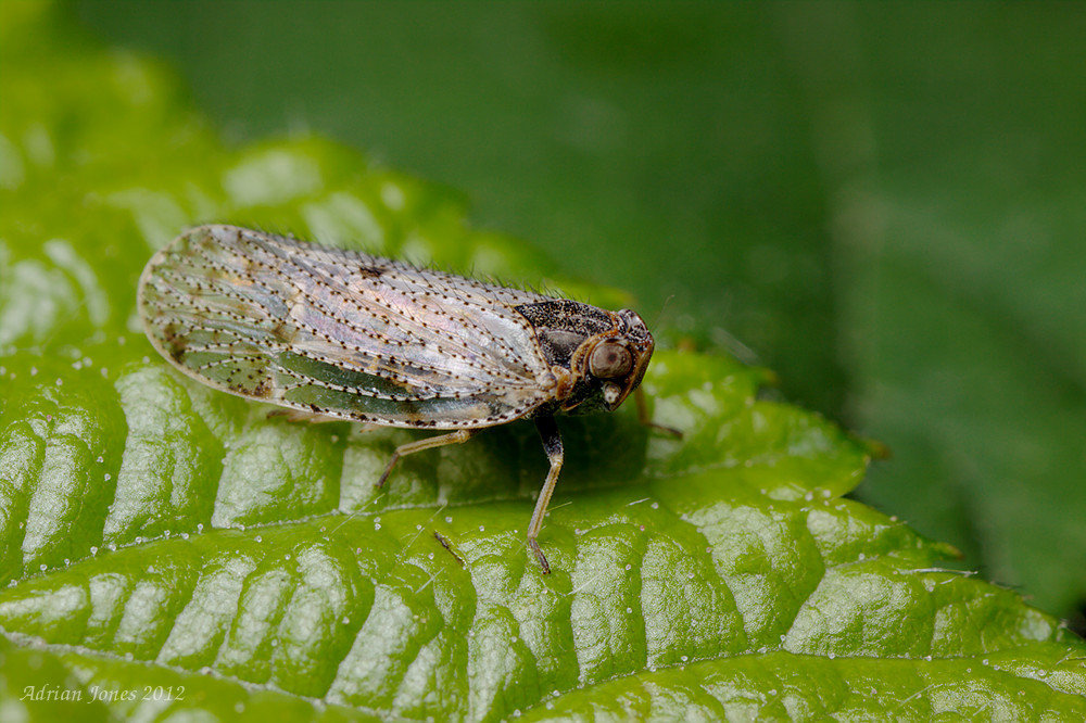 Lacehopper, Tachycixius pilosus ???