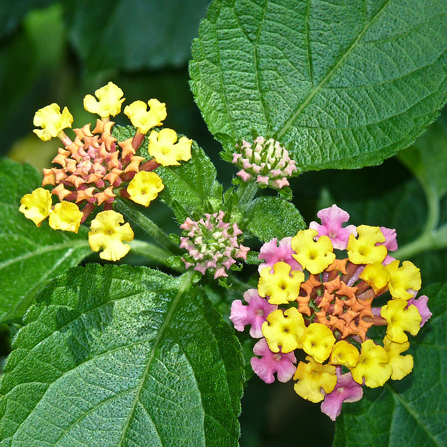 Lantana Lantana