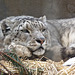 Snow Leopard