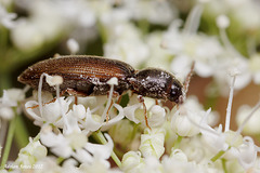 A small Click Beetle.