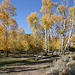 Aspens