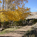 Aspens & Desert