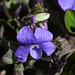 Early Blue Violet