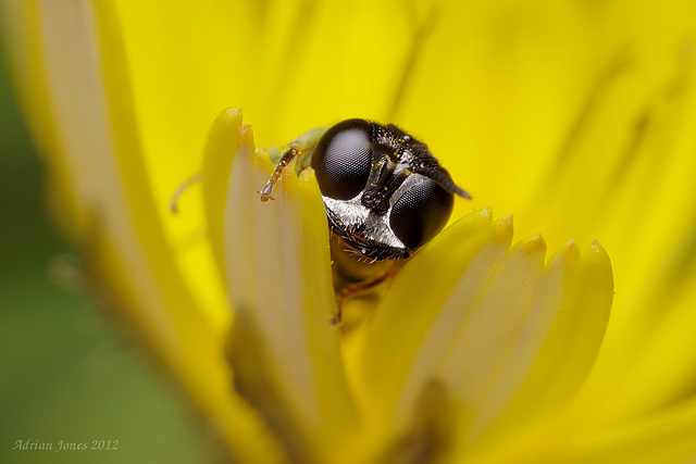 Lindenius albilabris