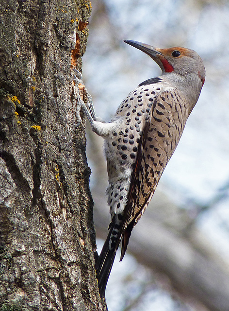 Northern Flicker / Colaptes auratus