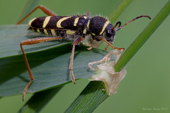 Wasp Beetle. (Clytus arietis)