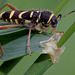 Wasp Beetle. (Clytus arietis)