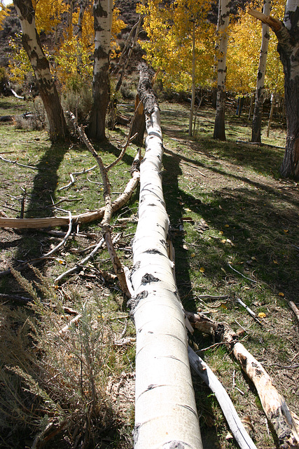 Fallen aspen