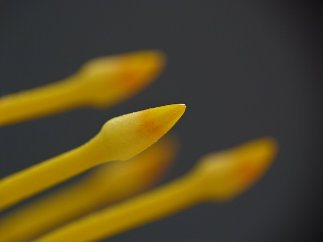 Protea flower macro