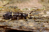 Orchesella cincta.