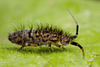 Orchesella villosa