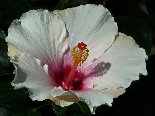 Hibiscus