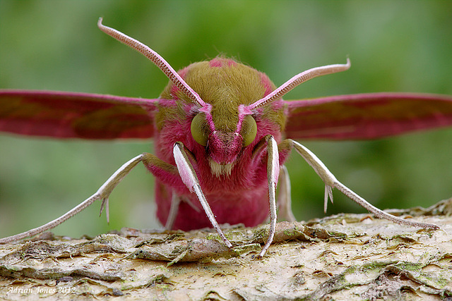 Large Elephant Hawk Moth