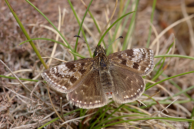 Dingy Skipper.