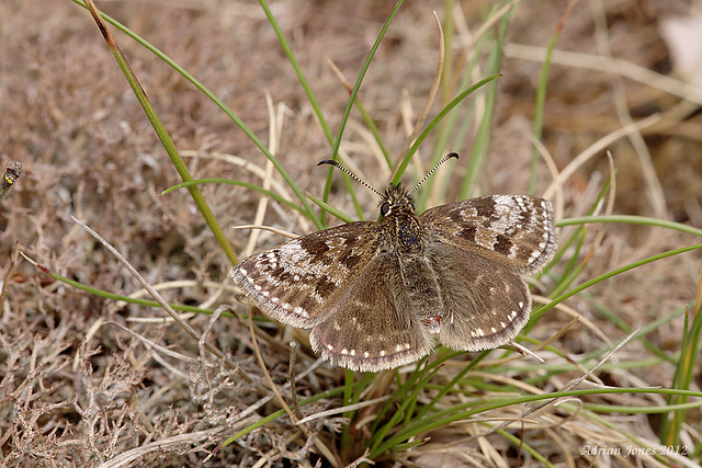 Dingy Skipper.