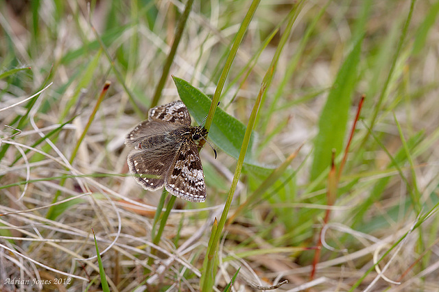 Dingy Skipper.