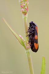 Red-and-black Froghopper (Cercopis vulnerata)