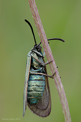 The Forester (Female)