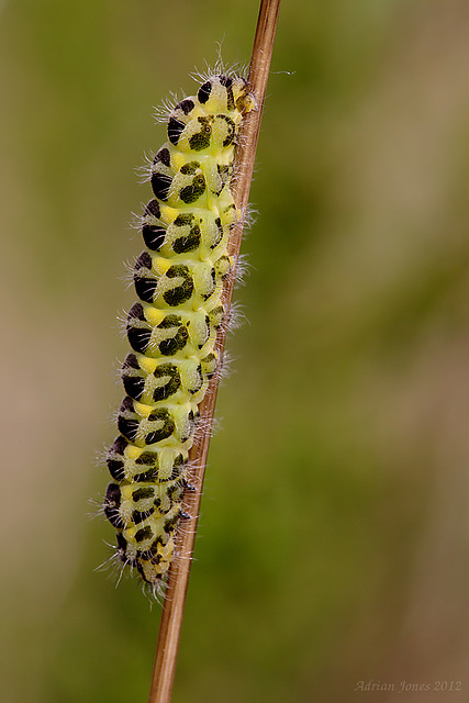 Six Spot Burnet Larva (Zygaena filipendulae)