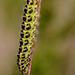 Six Spot Burnet Larva (Zygaena filipendulae)