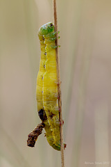 Parasitised Caterpillar