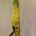 Parasitised Caterpillar