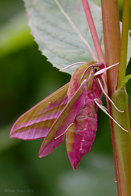 Large Elephant Hawk Moth