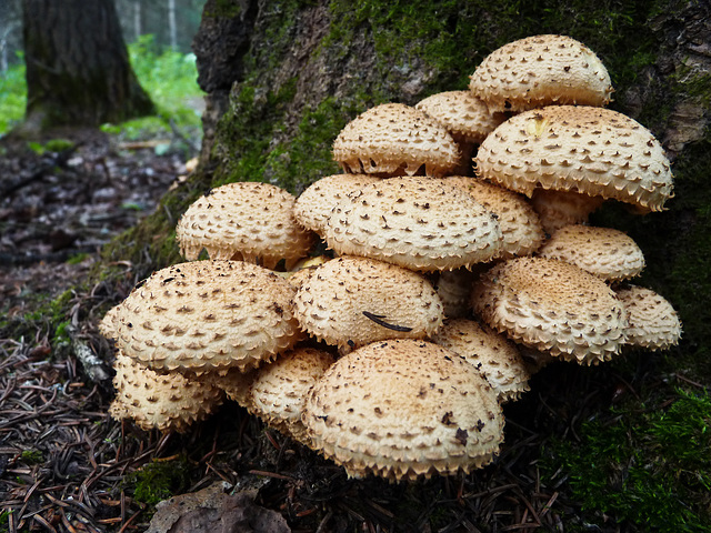 Mushroom magic