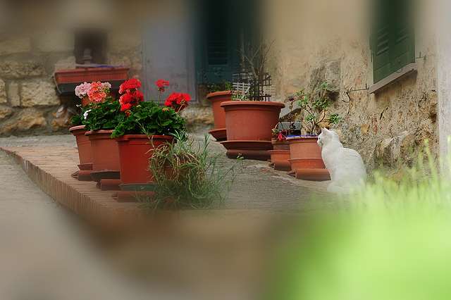 Blumentöpfe in Volterra (Toscana)