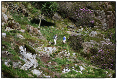 Adventure in Beddgelert