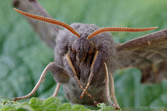 Poplar Hawk Moth.