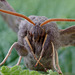 Poplar Hawk Moth.