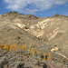 Aspens lost in the desert