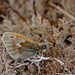 Small Heath Butterfly - Coenonympha pamphilus.