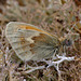 Small Heath Butterfly - Coenonympha pamphilus.