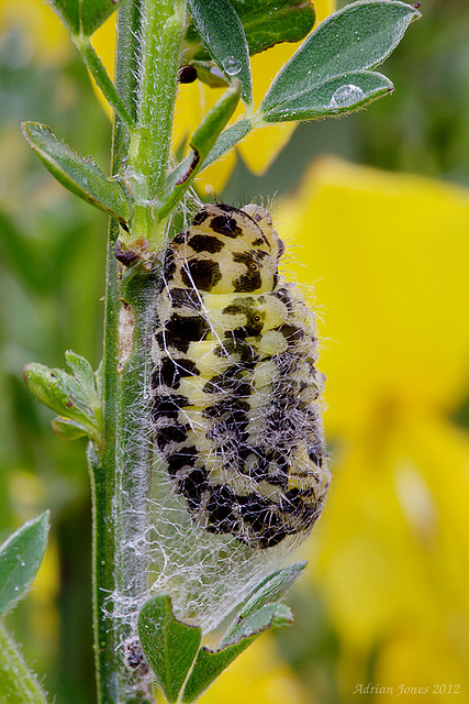 Burnet Moth Caterpillar