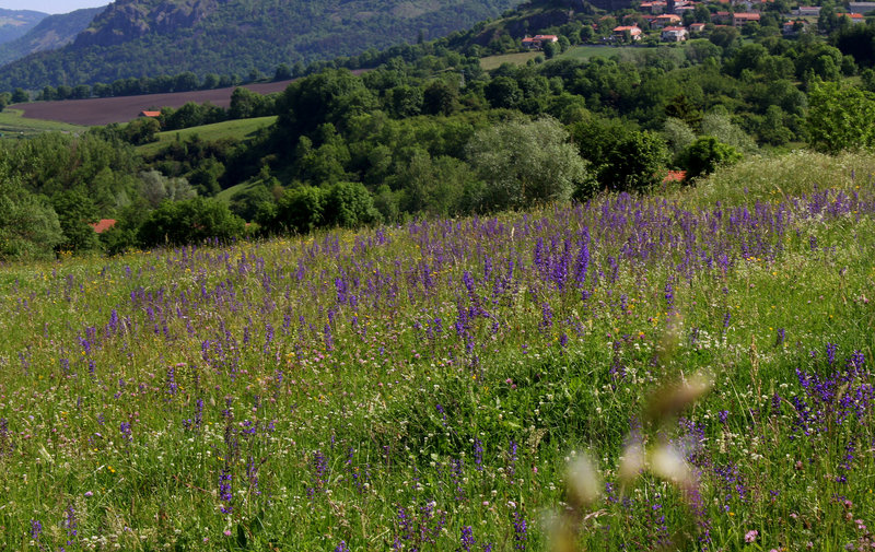 Prairie à Sauges  des prés