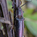 Ctenicera cuprea   - A Click Beetle