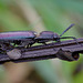 Ctenicera cuprea   - A Click Beetle