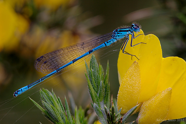 Coenagrion puella - The  Azure Damselfly.