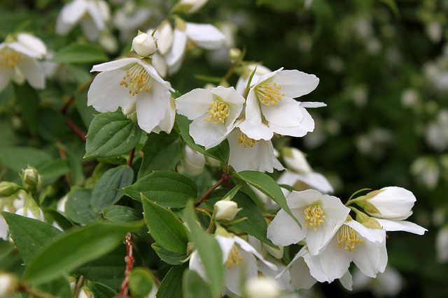 Philadelphus Blossom