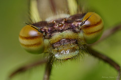 Large Red Damselfly