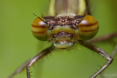 Large Red Damselfly