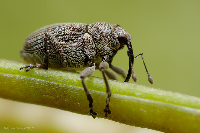 Weevil