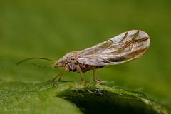 Psyllid sp.