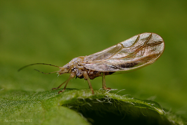 Psyllid sp.